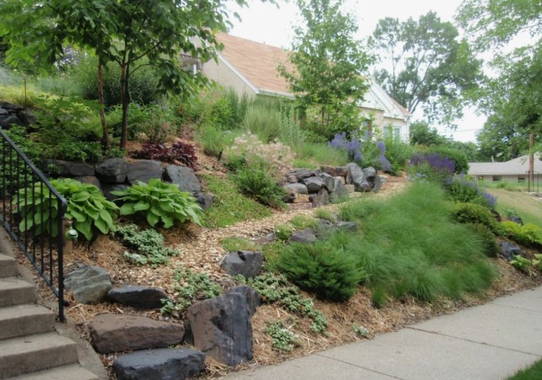 Использование кустарников в борьбе с эрозией почвы и укреплении склонов