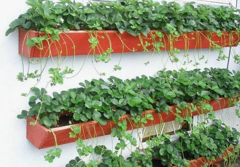 Вертикальные грядки и контейнеры: новые тренды в выращивании овощей дома и на даче