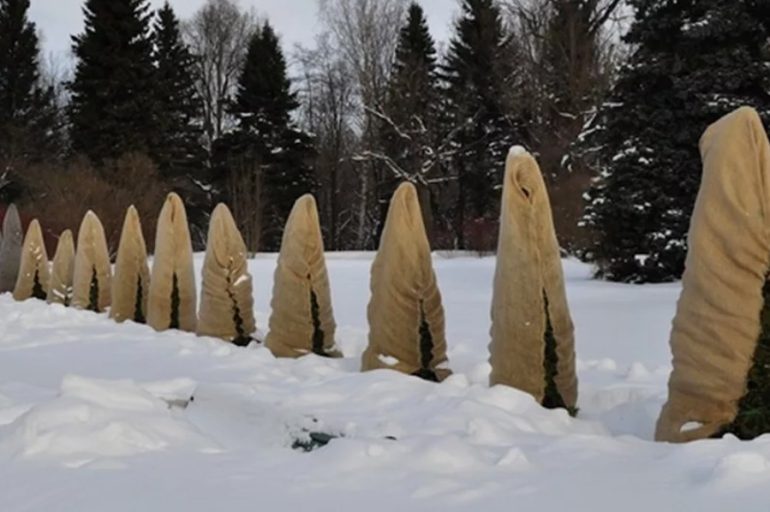 Зимовка туи: как укрывать и чем защитить от снега и обгорания