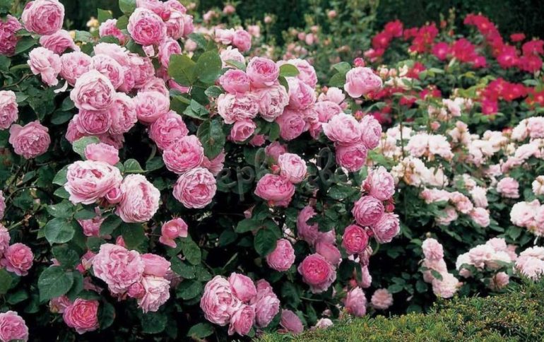 Уход за садовыми розами премиум класса: секреты пышного цветения